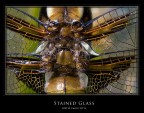 Stained Glass Stained Glass