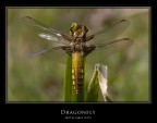 Dragonfly (The Cross) Dragonfly (The Cross)