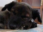 si dorme.... si dorme....