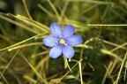 fiore fiore