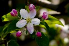 dai boccioli al fiore