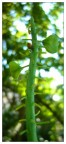 Pianta Aliena Pianta Aliena
