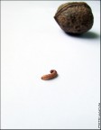 ricett 'o pappice vicino 'a noce... ricett 'o pappice vicino 'a noce...