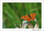 Farfalla nel verde