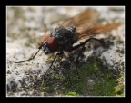 mosca