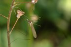Aggrappata Aggrappata
