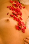 american beauty american beauty