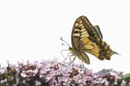 butterfly butterfly