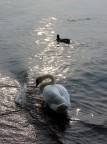 Cigno fiabesco Cigno fiabesco