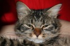 Wild Cat Wild Cat