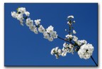 fiori di ciliegio fiori di ciliegio