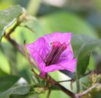 questa foto � stata scattata alla prima uscita con la nuova eos 30d,commenti e giudizi sono ben graditi