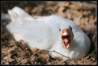 Angry goose!