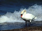 cigno cigno