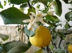 macro-limone