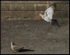 Al Volo Al Volo