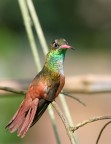 Colibrì Colibrì
