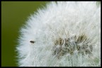 Taraxacum