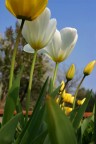 giardino che fiorisce giardino che fiorisce