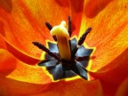tulipano.... tulipano....