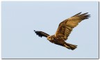 Falco di palude Falco di palude