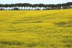 Colline gialle Colline gialle