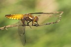 Yellow Dragonfly