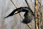 Renzo-Cormorano Renzo-Cormorano
