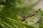 Empusa pennata (Mantide) Empusa pennata (Mantide)