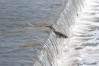 TUFFO TUFFO