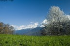 Ciliegio al vento - S.Maria - Montagna in Valtellina Ciliegio al vento - S.Maria - Montagna in Valtellina