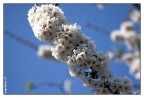Primavera Primavera