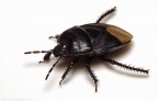 Sehirus morio Sehirus morio