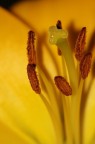 yellow flower2 yellow flower2