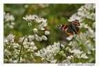 La farfalla e la mosca La farfalla e la mosca