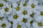 fiori fiori