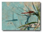 red dragonfly 3 red dragonfly 3
