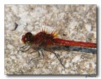 red dragonfly 7 red dragonfly 7