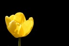 tulipano minimalista tulipano minimalista