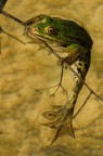 Mr. Frog Mr. Frog