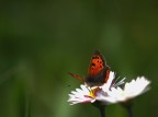 AlidiLuce AlidiLuce