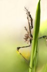 Empusa pennata (Mantide)
