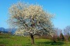 Albero fiorito