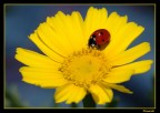 La Coccinella La Coccinella