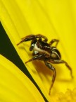 mini saltatore su fondo giallo! mini saltatore su fondo giallo!