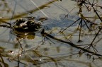Mr.Frog2 Mr.Frog2