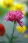Colori Colori