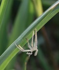 spider(ino) spider(ino)