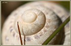 la spirale della vita la spirale della vita