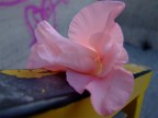 il fiore del mattino il fiore del mattino